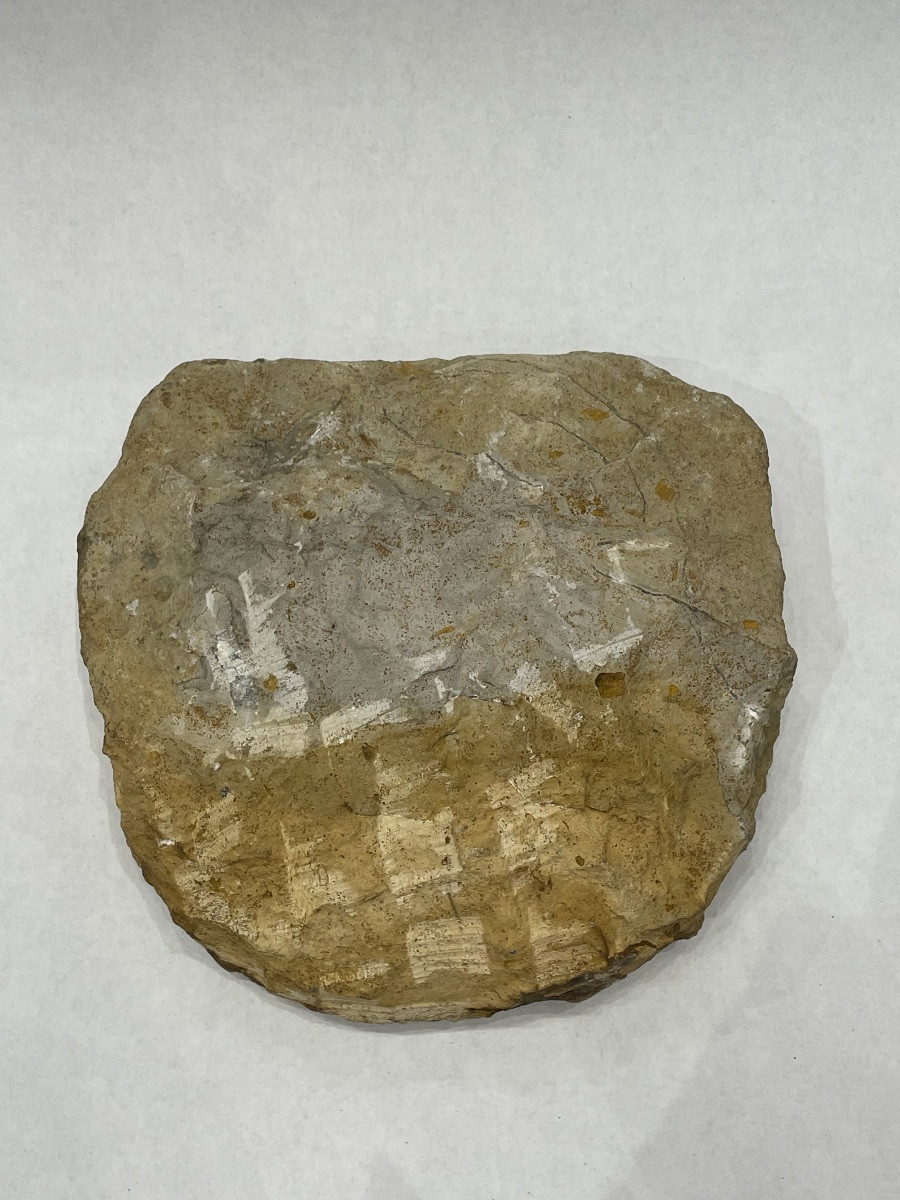 Fossilized Ammonite, 25 Cm In Diameter -photo-1