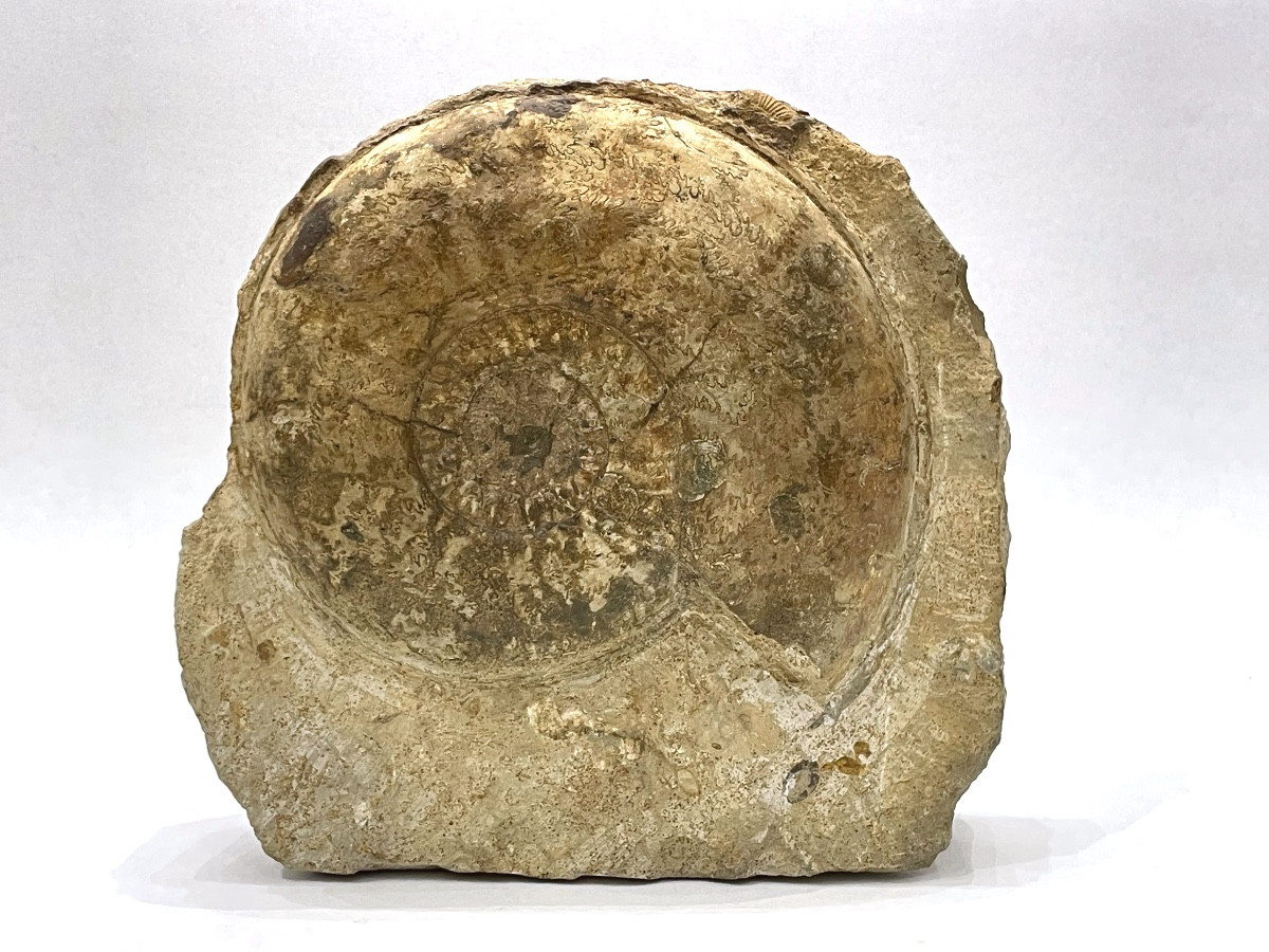 Fossilized Ammonite, 25 Cm In Diameter 