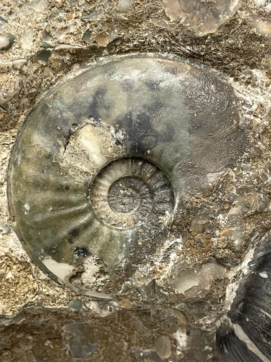 Collection Of Ammonites And Various Fossilized Shells -photo-3
