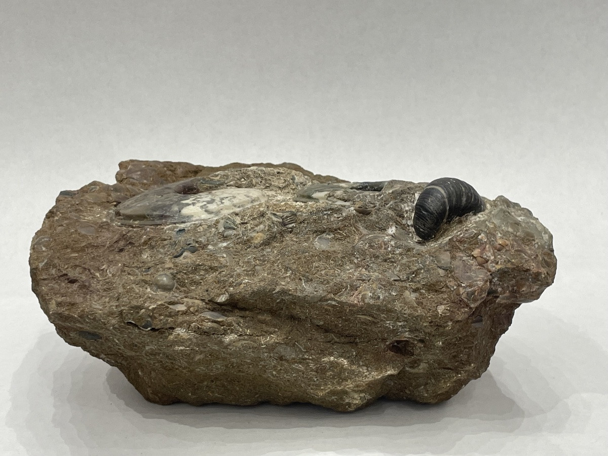 Collection Of Ammonites And Various Fossilized Shells -photo-4