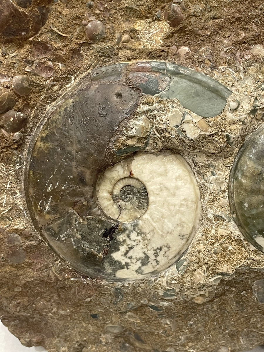 Collection Of Ammonites And Various Fossilized Shells -photo-6
