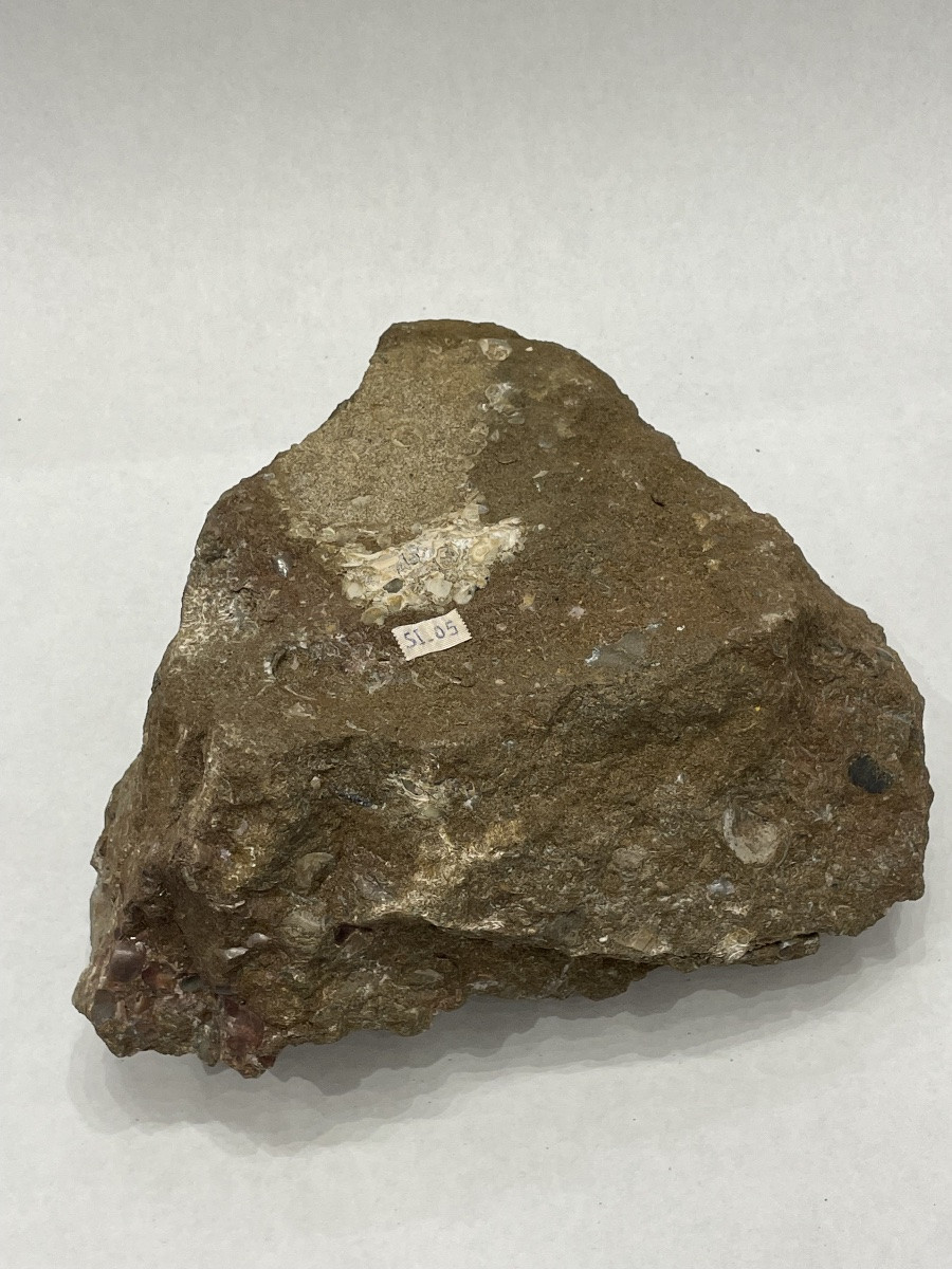 Collection Of Ammonites And Various Fossilized Shells -photo-7