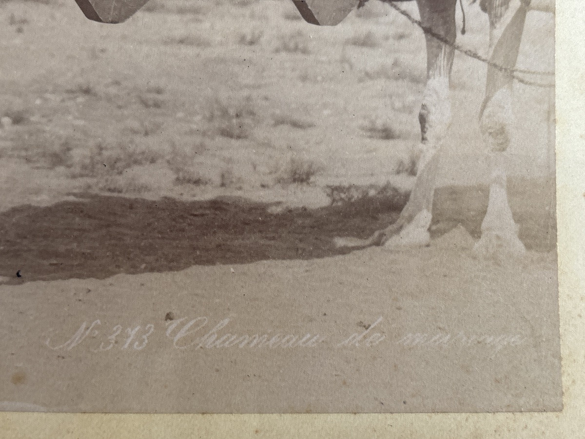 Frères ZANGAKI - photographie anciennes - orientalisme- Égypte circa 1870-1910-photo-3