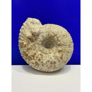 Ammonite - Gravesia Gigas - 18 cm de diamètre 