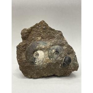 Collection Of Ammonites And Various Fossilized Shells 