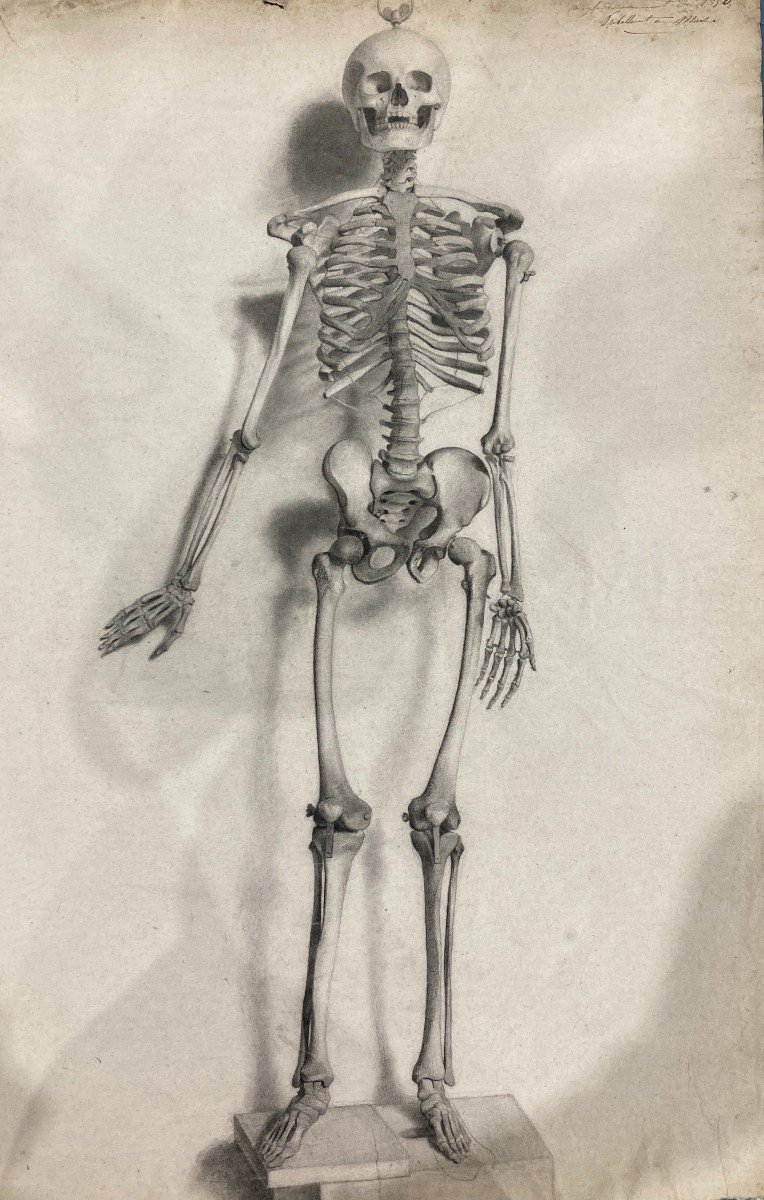 French School Around 1850, Large Drawing: Anatomical Study, Human Skeleton-photo-2