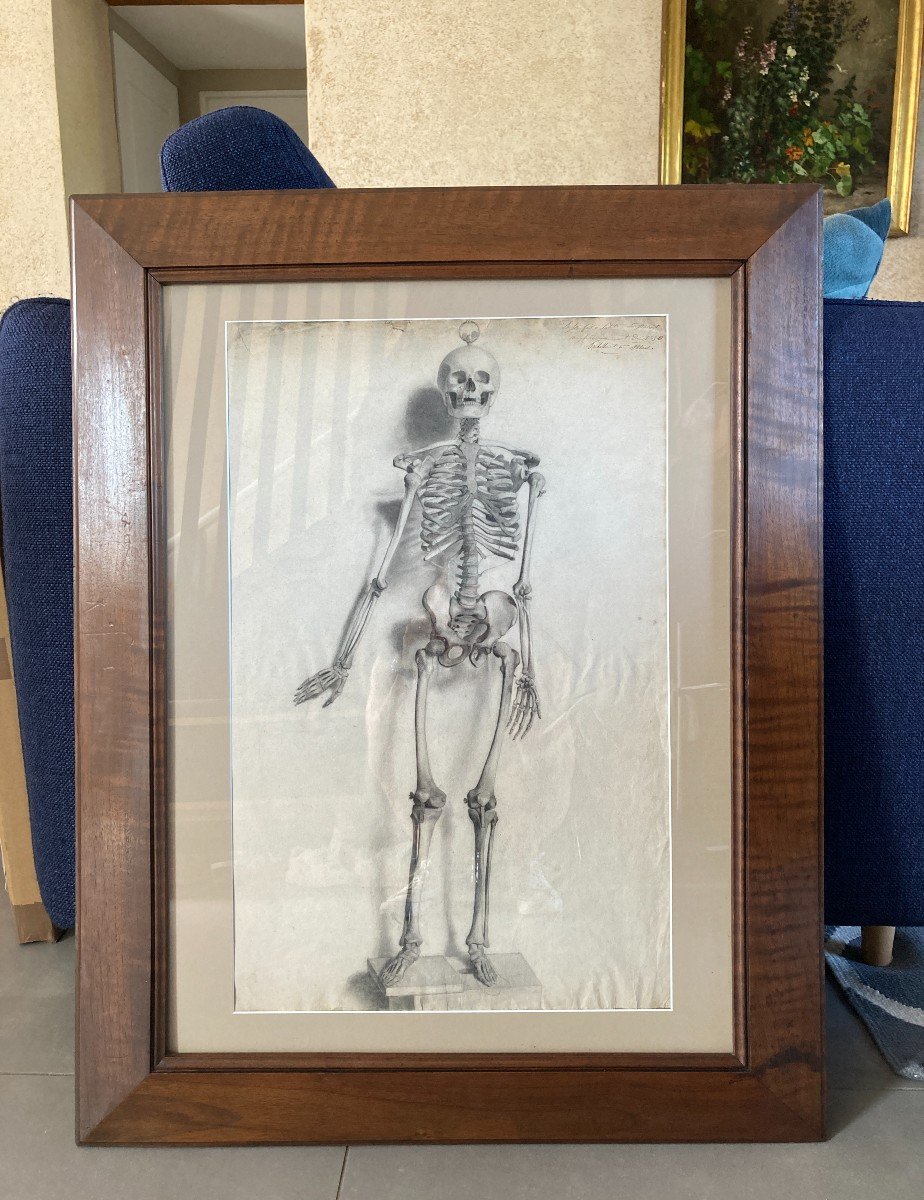 French School Around 1850, Large Drawing: Anatomical Study, Human Skeleton-photo-4