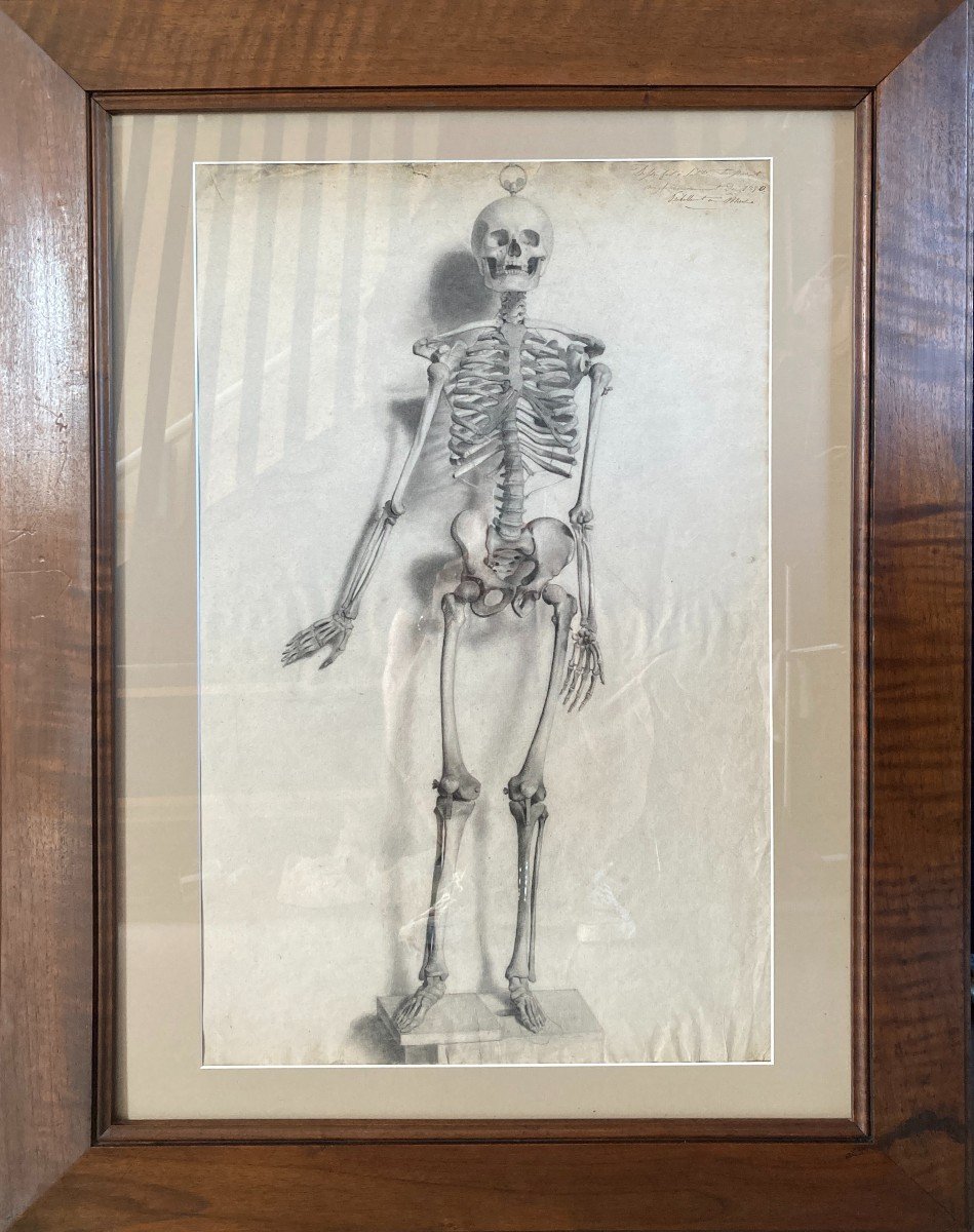 French School Around 1850, Large Drawing: Anatomical Study, Human Skeleton
