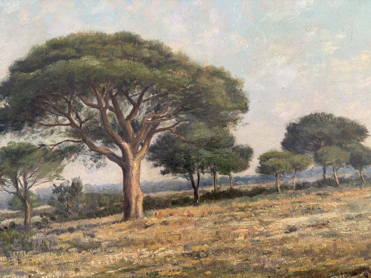 Jean Baptiste Eliche (né en 1866), Paysage aux pins à Hyères, dans le Var, huile sur toile-photo-3