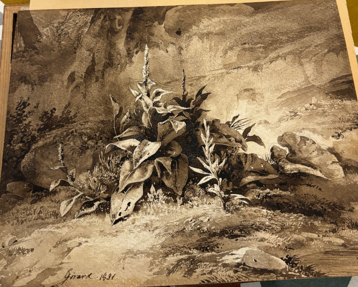 Pierre Girard (paris 1806-1872), Etude De Plantes : La Molène, Dessin, Lavis Et Aquarelle-photo-2