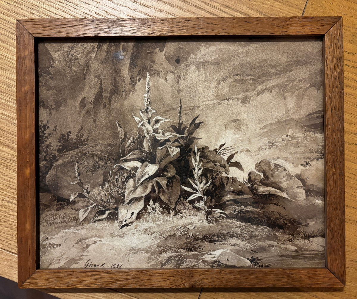 Pierre Girard (paris 1806-1872), Etude De Plantes : La Molène, Dessin, Lavis Et Aquarelle-photo-3