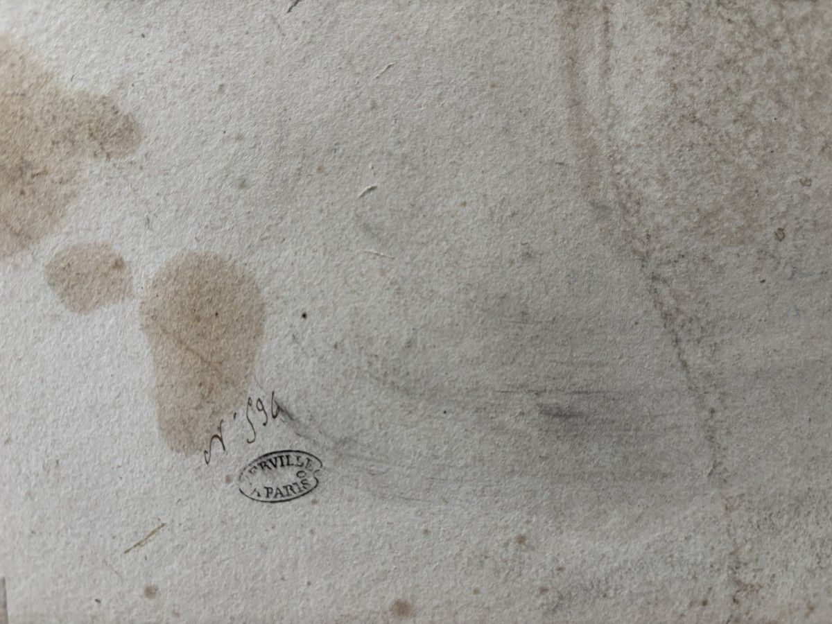 Pierre Girard (paris 1806-1872), Etude De Plantes : La Molène, Dessin, Lavis Et Aquarelle-photo-4