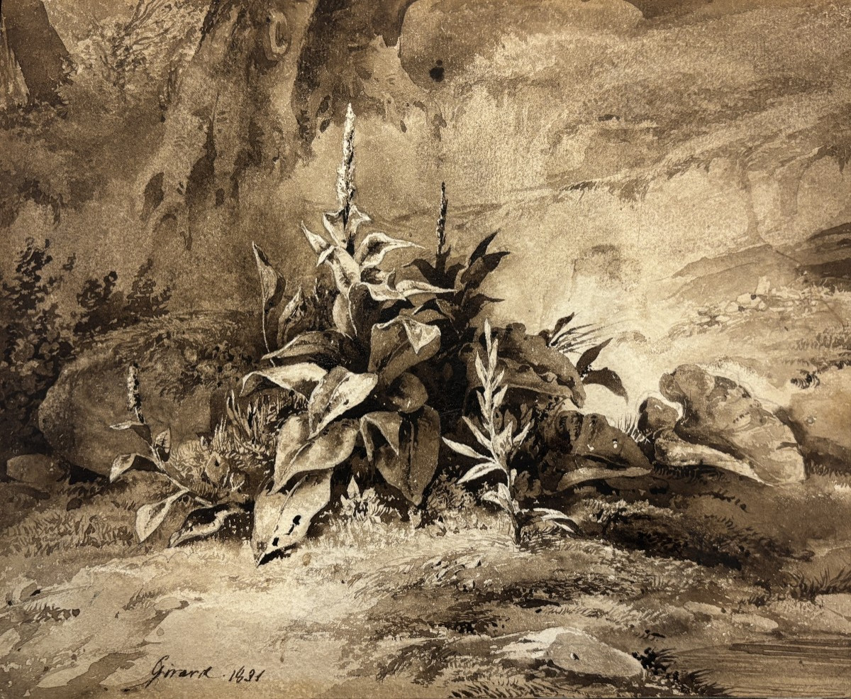 Pierre Girard (paris 1806-1872), Etude De Plantes : La Molène, Dessin, Lavis Et Aquarelle