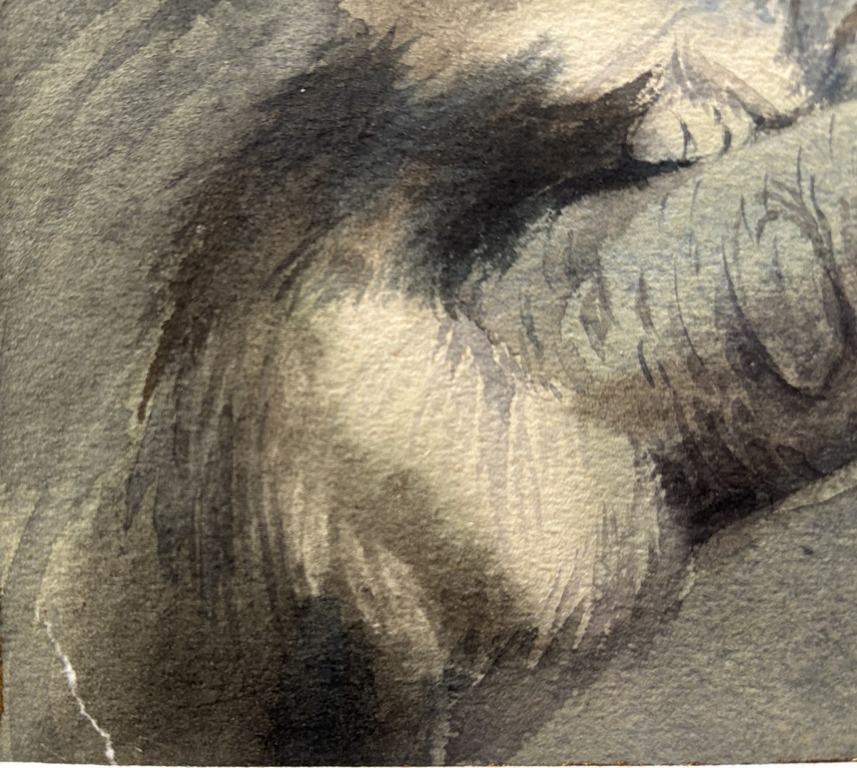 Attribué à Albert-Antoine Lambert (1854-1925), Portrait de chat Persan?, aquarelle, dessin-photo-1
