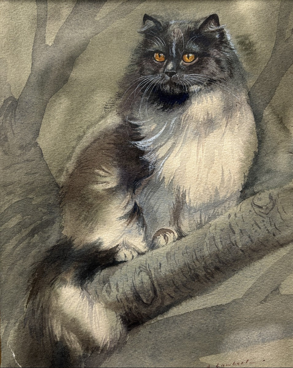 Attribué à Albert-Antoine Lambert (1854-1925), Portrait de chat Persan?, aquarelle, dessin