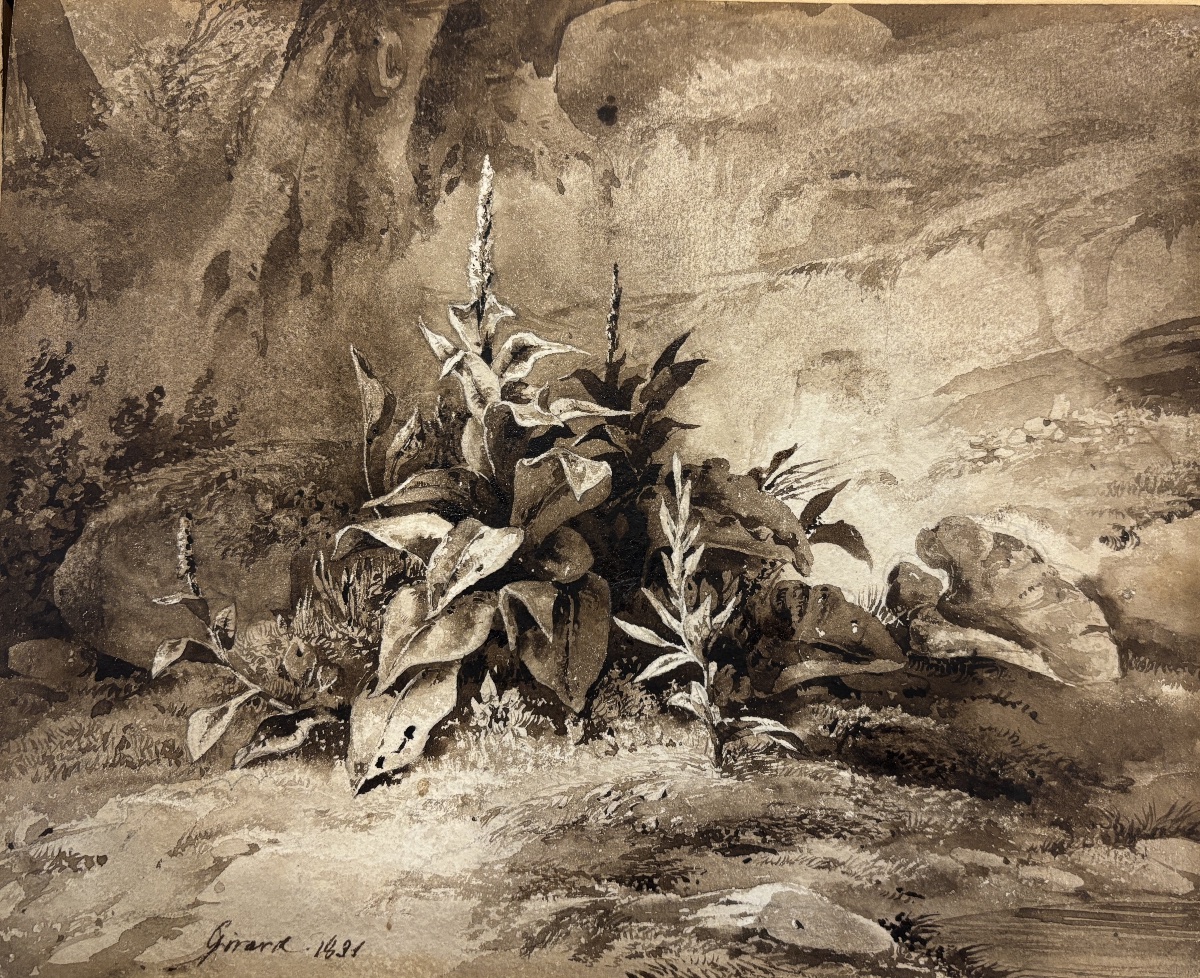 Pierre Girard (1806-1872), Étude de plante: la Molène, dessin-photo-2