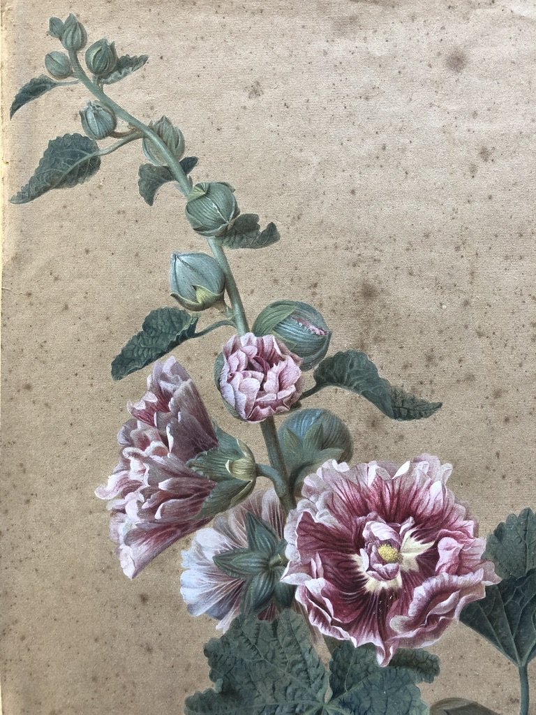 Gérard Van Spaendonck (1746-1822)(entourage De), Etude De Roses Trémières, Gouache Sur Papier-photo-2
