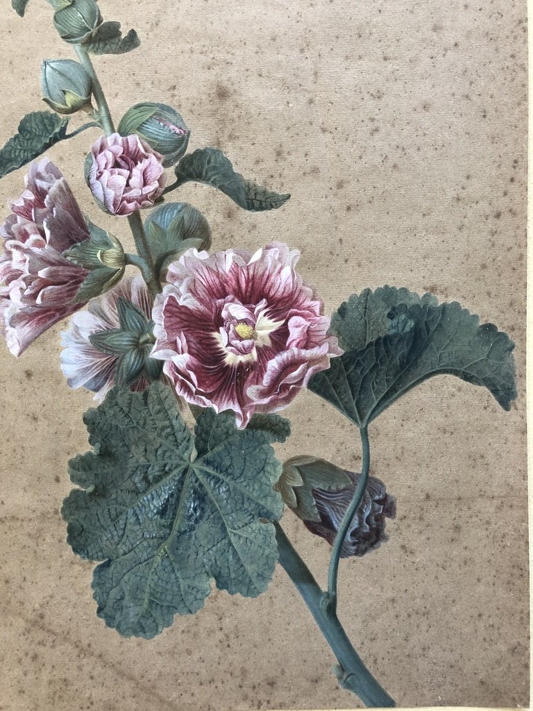 Gérard Van Spaendonck (1746-1822)(entourage De), Etude De Roses Trémières, Gouache Sur Papier-photo-3