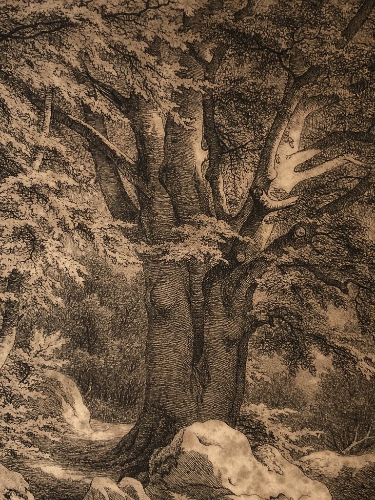 Ecole Française Du XIXe, Arbres Dans La Forêt De Fontainebleau, Dessin à l'Encre-photo-2