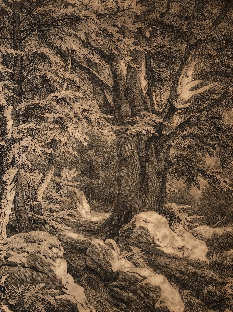 Ecole Française Du XIXe, Arbres Dans La Forêt De Fontainebleau, Dessin à l'Encre