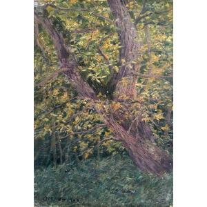 Léon Giran-max (1867-1927), Etude d'Arbre, Huile Sur Toile