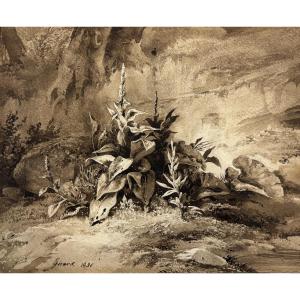 Pierre Girard (1806-1872), Étude de plante: la Molène, dessin