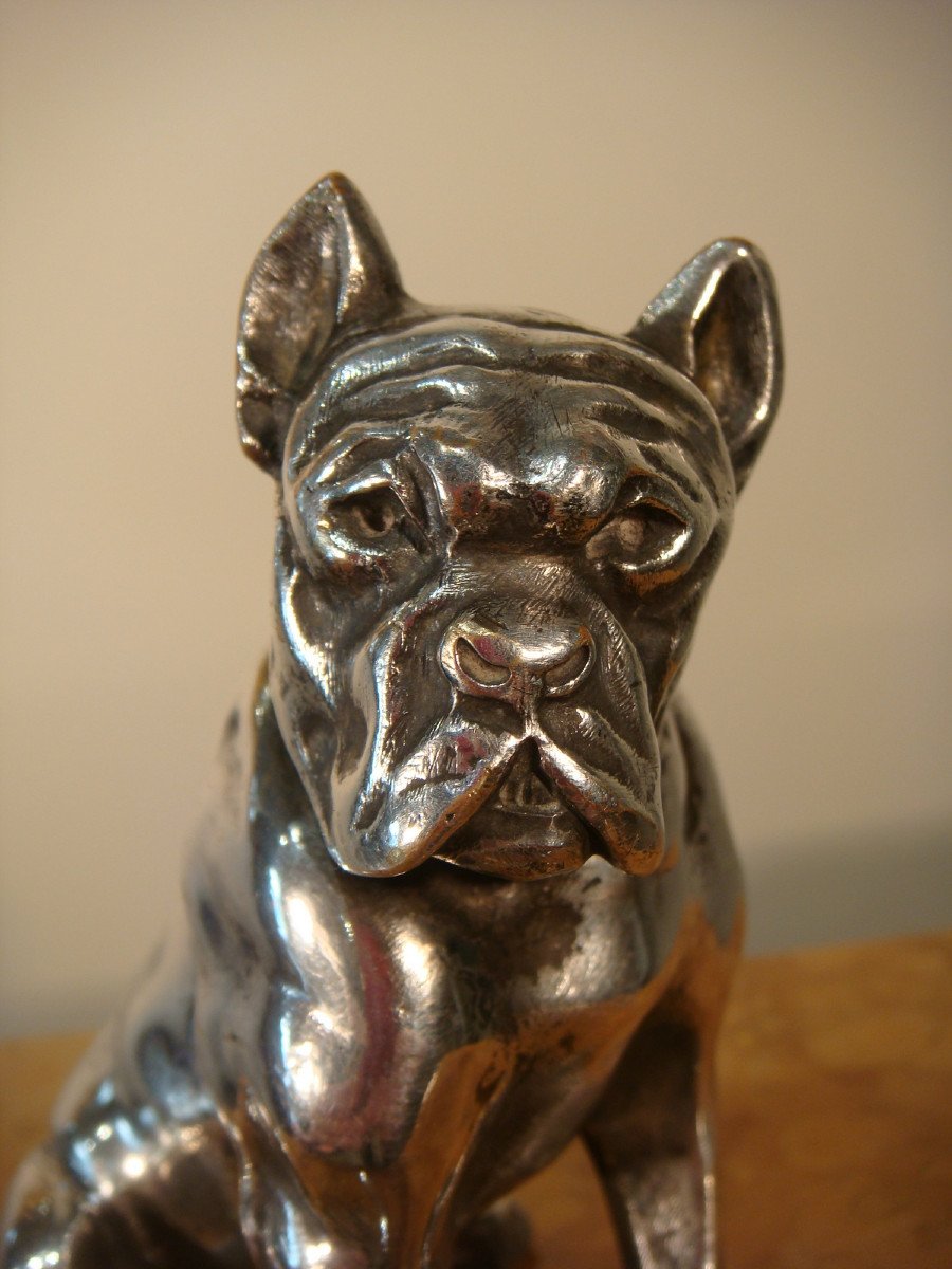 Bulldog Sculpture In Silver Bronze Bourcart - Period Circa 1930 -photo-4
