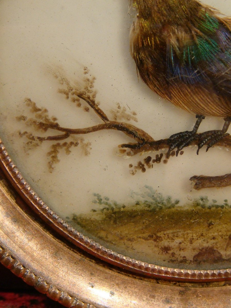 Miniature Feathered Bird Frame - Empire Period-photo-1