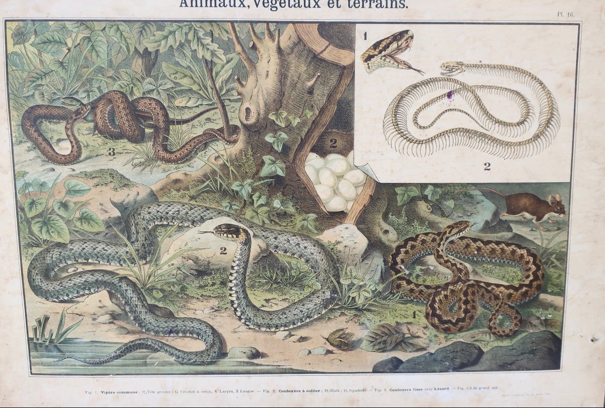 Didactic School Board Reptiles XIXth Ch. Delagrave.-photo-2