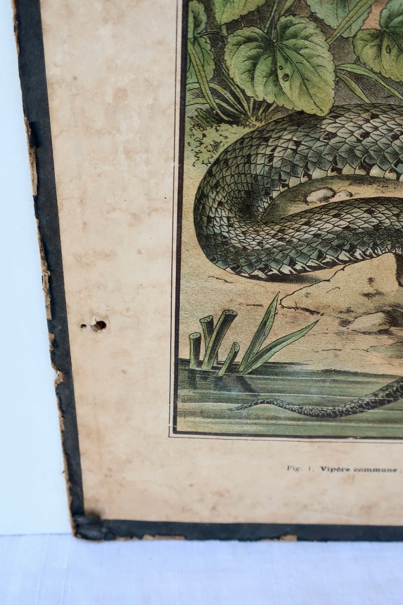 Didactic School Board Reptiles XIXth Ch. Delagrave.-photo-5