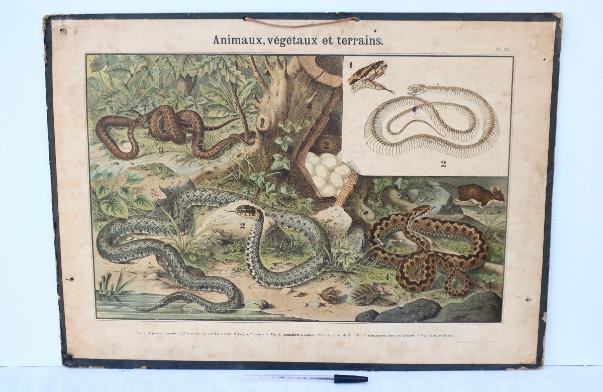 Didactic School Board Reptiles XIXth Ch. Delagrave.