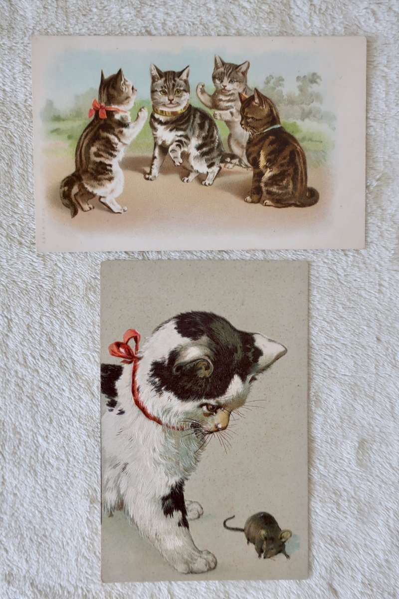 13 Postcards Cats And Animals, Helena Maguire, Advertisements... 1900-1930-photo-3