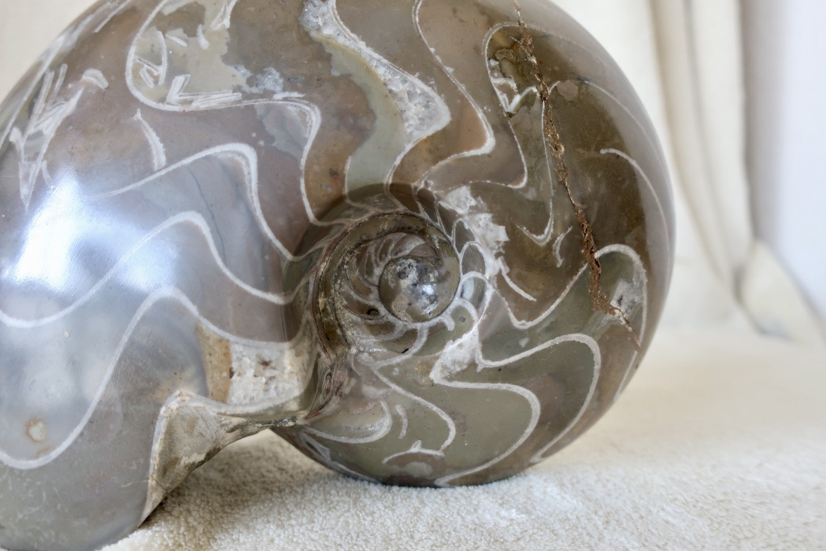 Grand Fossile Poli de Nautile, Ammonite, 3,381 kg-photo-2