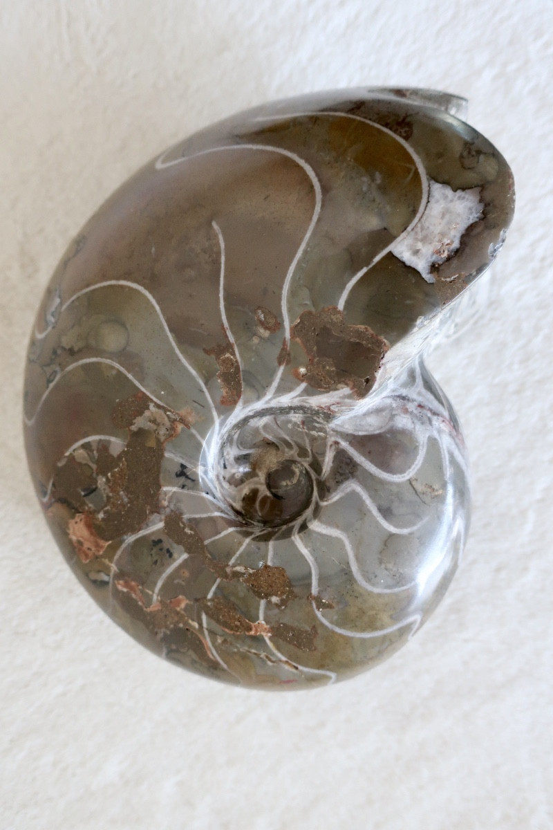Grand Fossile Poli de Nautile, Ammonite, 3,381 kg-photo-3