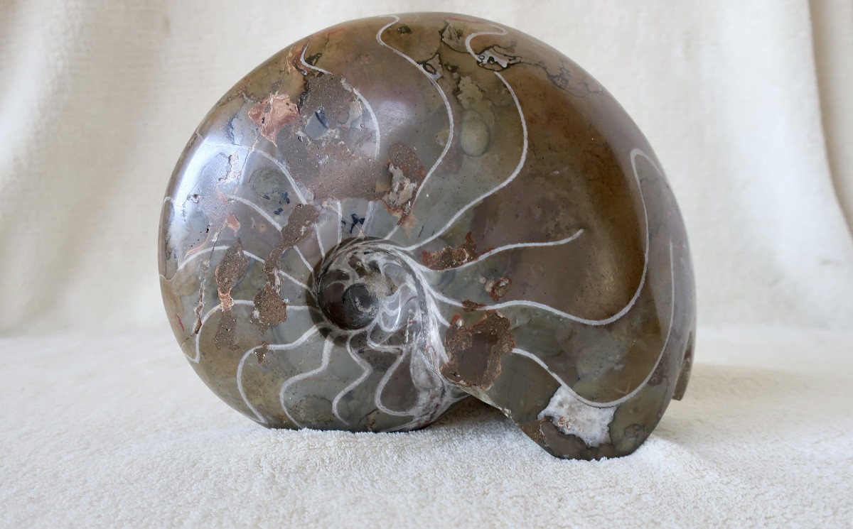 Grand Fossile Poli de Nautile, Ammonite, 3,381 kg