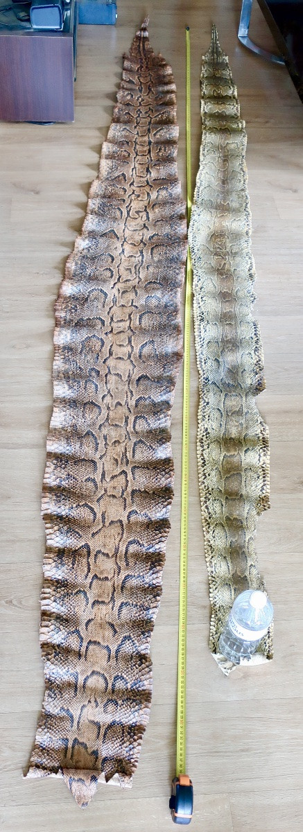 Deux Grandes Peaux de Python, 3,50 et 3,20 mètres.-photo-2