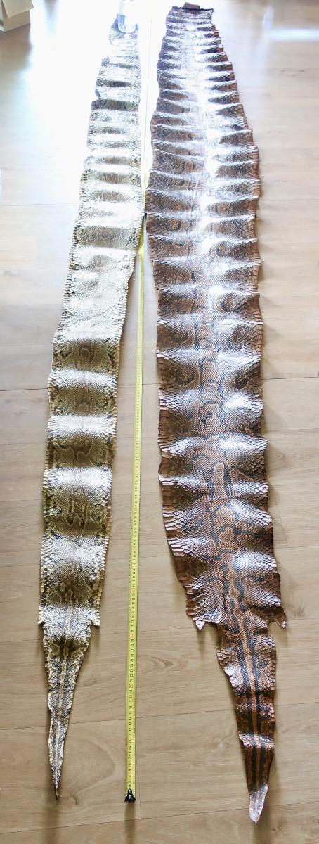 Deux Grandes Peaux de Python, 3,50 et 3,20 mètres.-photo-3