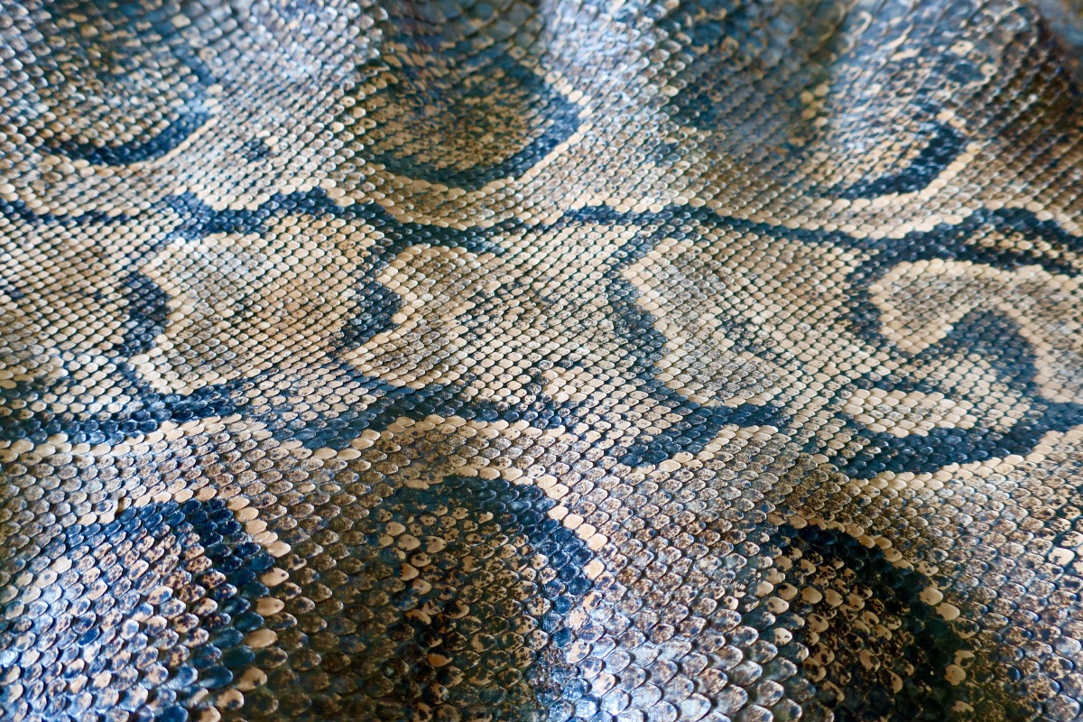 Deux Grandes Peaux de Python, 3,50 et 3,20 mètres.-photo-5