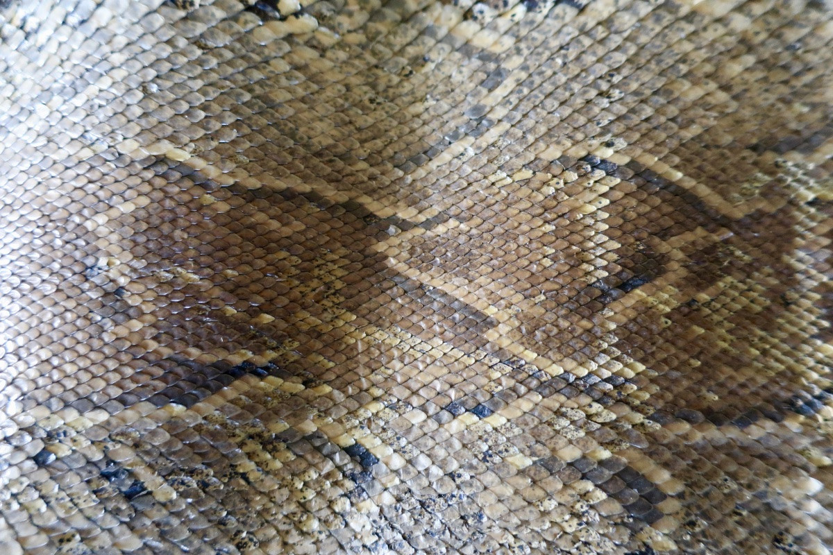 Deux Grandes Peaux de Python, 3,50 et 3,20 mètres.-photo-6