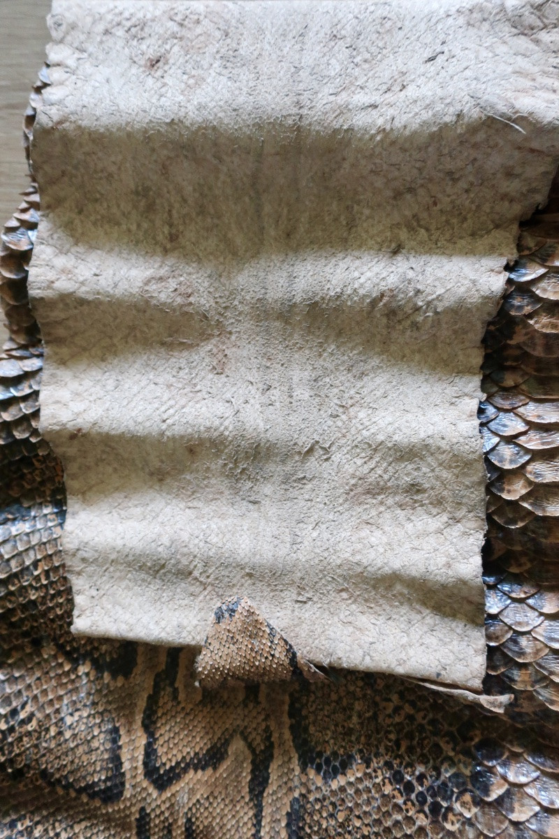 Deux Grandes Peaux de Python, 3,50 et 3,20 mètres.-photo-7