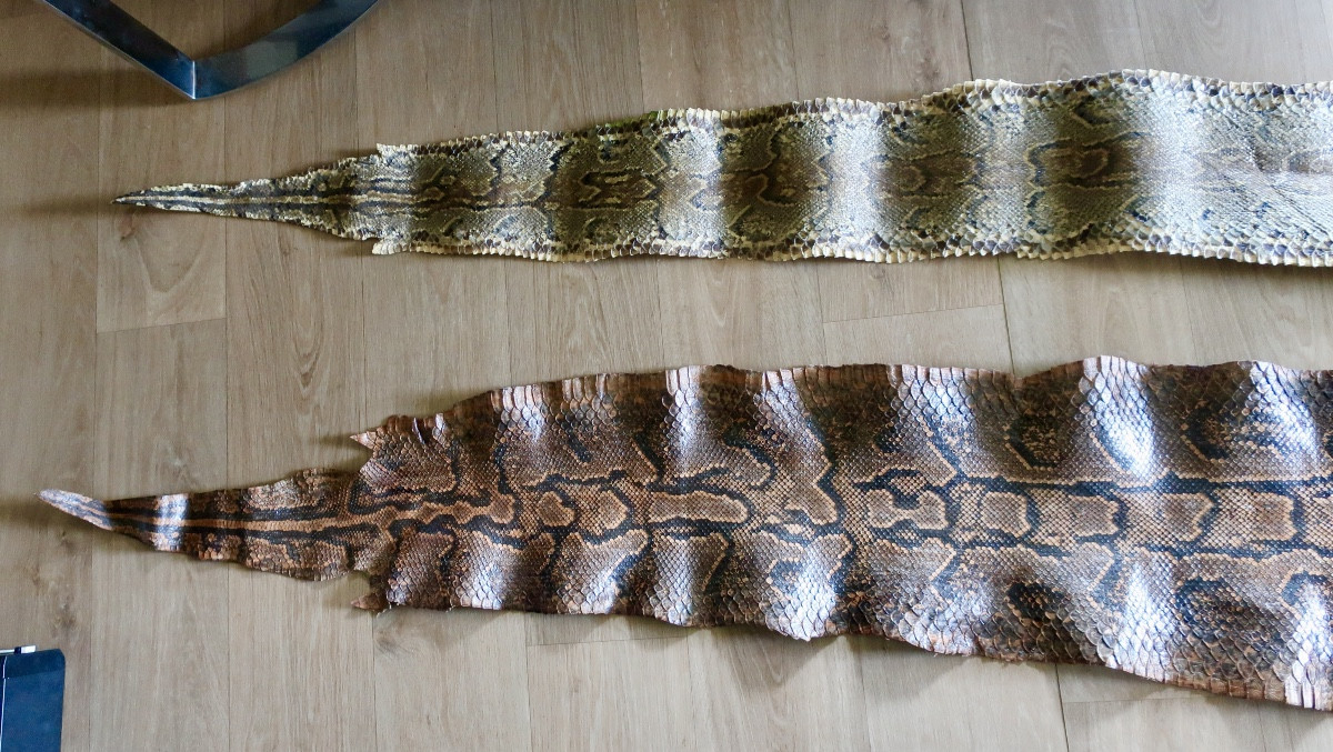 Deux Grandes Peaux de Python, 3,50 et 3,20 mètres.