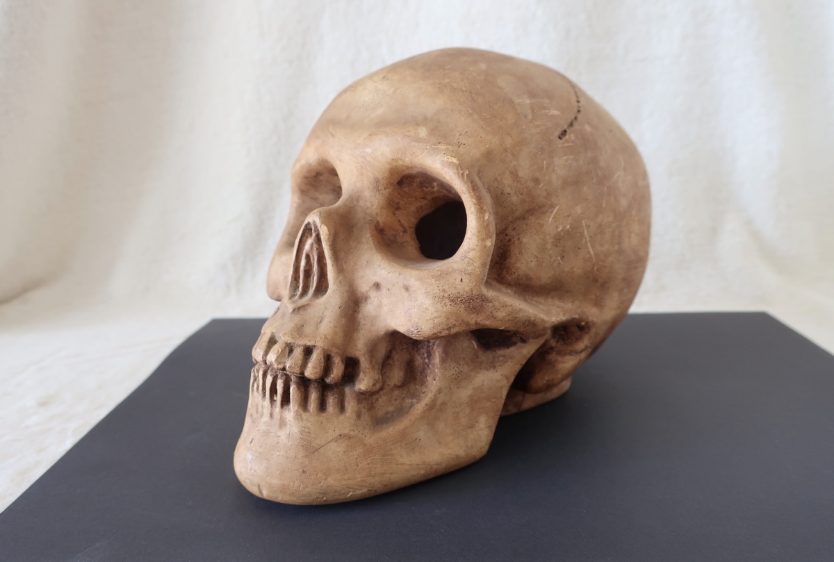 Vanité, Crâne "Memento Mori", Plâtre début XXème, Cabinet de Curiosité.-photo-2