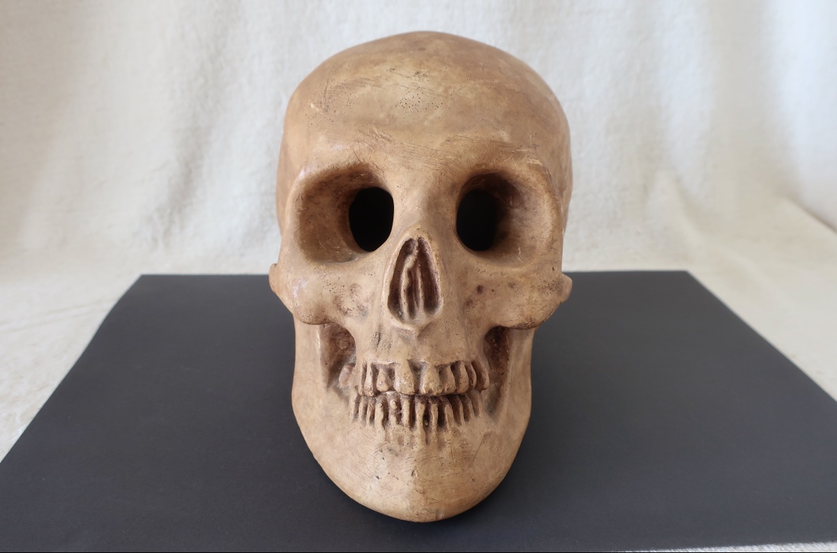 Vanité, Crâne "Memento Mori", Plâtre début XXème, Cabinet de Curiosité.-photo-3