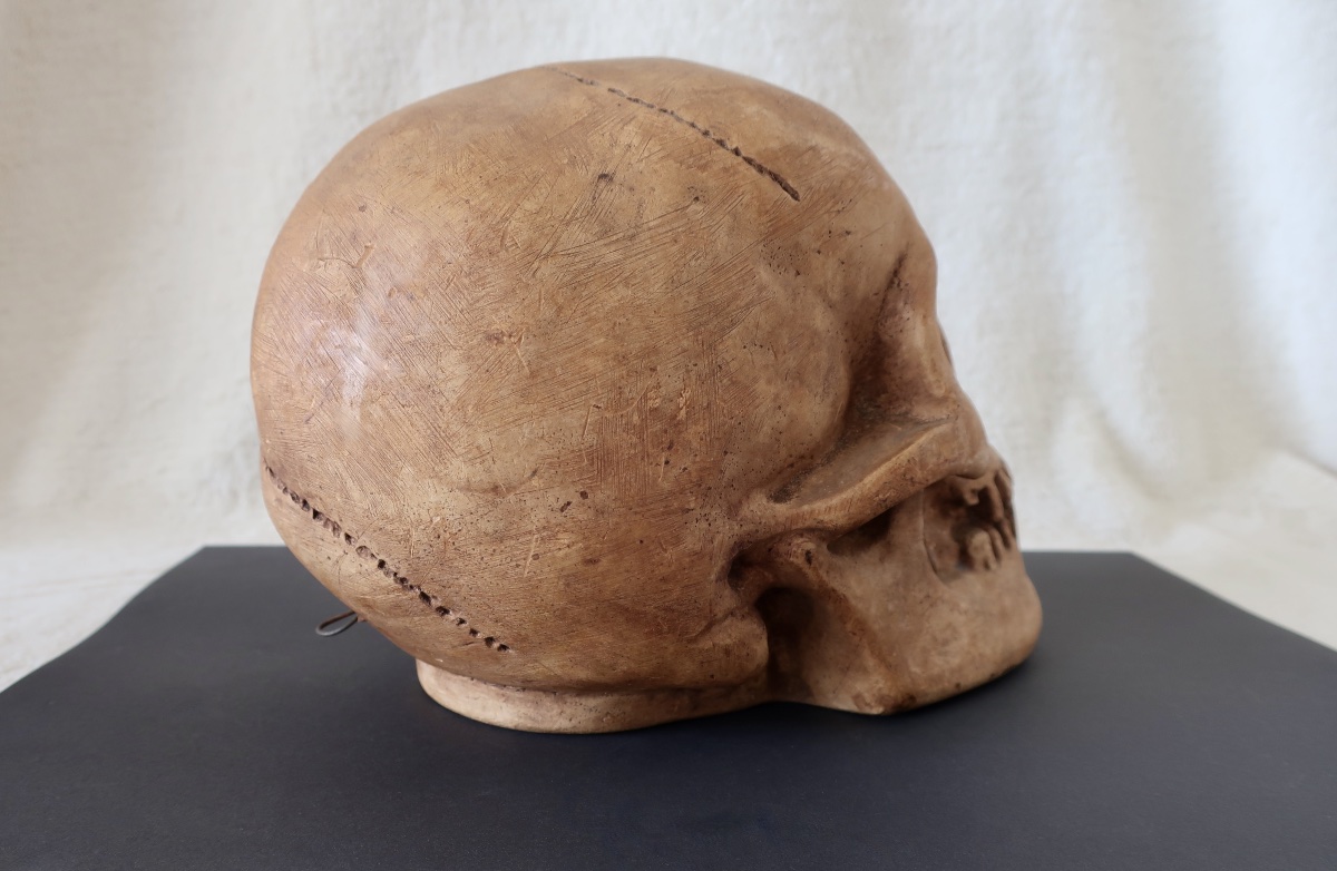 Vanité, Crâne "Memento Mori", Plâtre début XXème, Cabinet de Curiosité.-photo-1