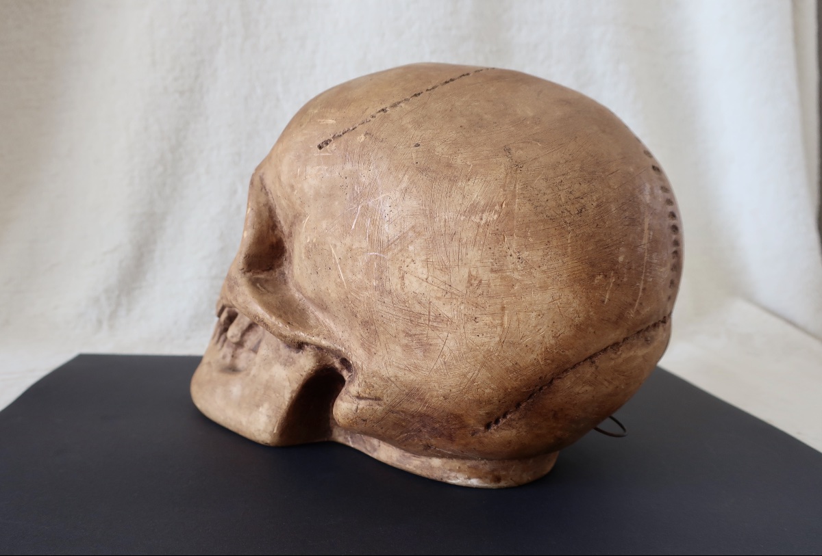 Vanité, Crâne "Memento Mori", Plâtre début XXème, Cabinet de Curiosité.-photo-4