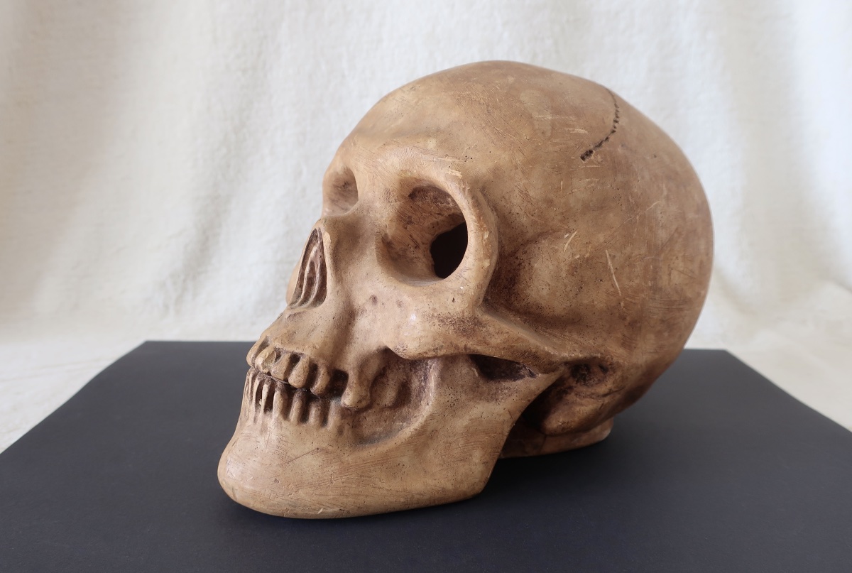 Vanité, Crâne "Memento Mori", Plâtre début XXème, Cabinet de Curiosité.-photo-5