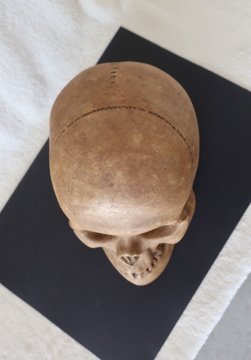 Vanité, Crâne "Memento Mori", Plâtre début XXème, Cabinet de Curiosité.-photo-6