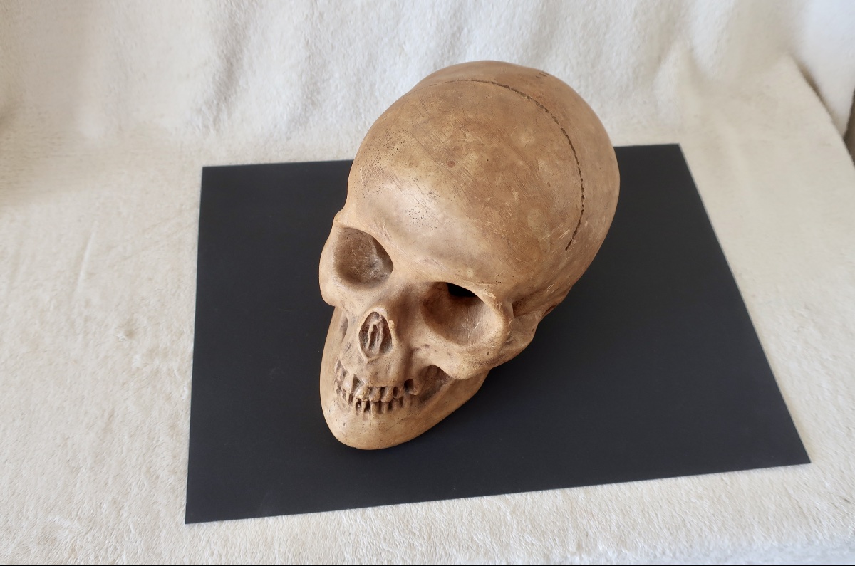 Vanité, Crâne "Memento Mori", Plâtre début XXème, Cabinet de Curiosité.