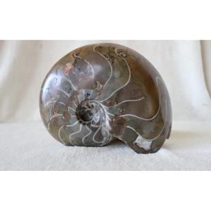 Grand Fossile Poli de Nautile, Ammonite, 3,381 kg