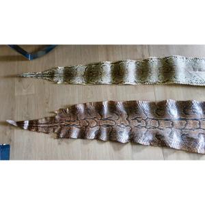 Two Large Python Skins, 3.50 And 3.20 Meters.